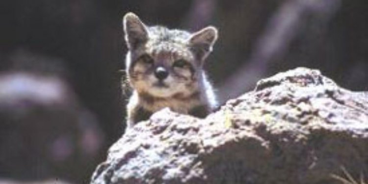 Andean Mountain Cat