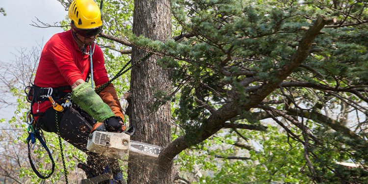 Tree care