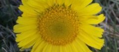 Alpine Sunflower