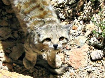 andean-cat-mauro75