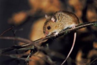 Mice can climb brick walls and chimneys and enter any small opening.