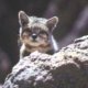Andean Mountain cat