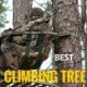 Best Climbing Tree Stands