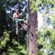 Climbing gear Tree