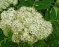 American Mountain Ash