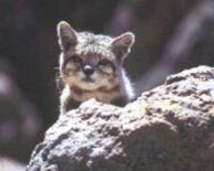 Andean Mountain cat