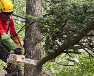 Tree climbing gear Canada